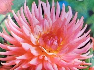 Dahlien-Knolle, Sorte "Preferences", 1 Stück - Bild 1 von 2