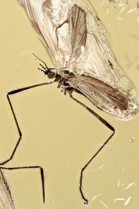 Toll aussehende KRANICHFLIEGE Limoniidae echt OSTSEE BERNSTEIN 1,7 + HQ Bild 250115 - Bild 1 von 6