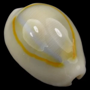 CYPRAEA (Monetaria) ANNULUS (Samar, Philippines) 18.1mm #47095 - Picture 1 of 4