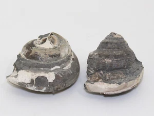 Schnecken, Pleurotomaria amalthei, Jura, Pliensbach, Unterstürmig, BRD -eb8469 - Bild 1 von 8