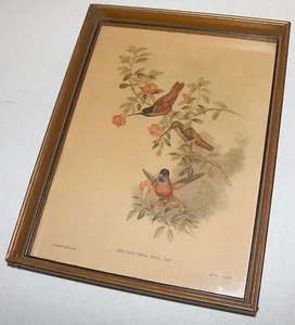 Helianthea Bird Print J Gould And Hc Richter Vintage Old Framed Estate Gift WH - Picture 1 of 12