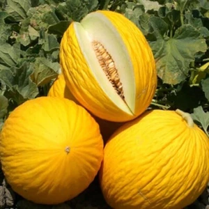 Melón Gialetto de Italia - 5+ semillas - semillas - semillas - cm 035 - Imagen 1 de 1