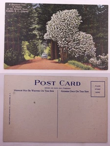 Dogwood Tree in Bloom, Satarnich Road, Victoria, BC, LN Postcard - Picture 1 of 1