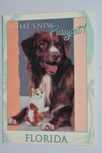 "What's New Pussycat!" Florida Jumbo Postcard (5x7) UNPOSTED - Picture 1 of 2
