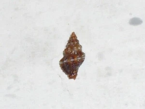 ENGINA LEUCOZONA SPECIAL COLOUR - Imagen 1 de 2