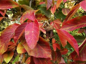 Nikko Maple, ACER MAXIMOWICZIANUM, Spectacular Autumn colours, 15-20cm tall - Picture 1 of 4