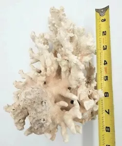 Corallo marino costiero della Florida - vero corallo naturale mare/oceano alto 9" 2,7 libbre. - Foto 1 di 14