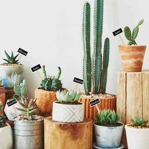 4.5" Garden Wood Blackboard Plant Flower Herbs Tags Nursery Label Marker Stakes - Picture 1 of 12