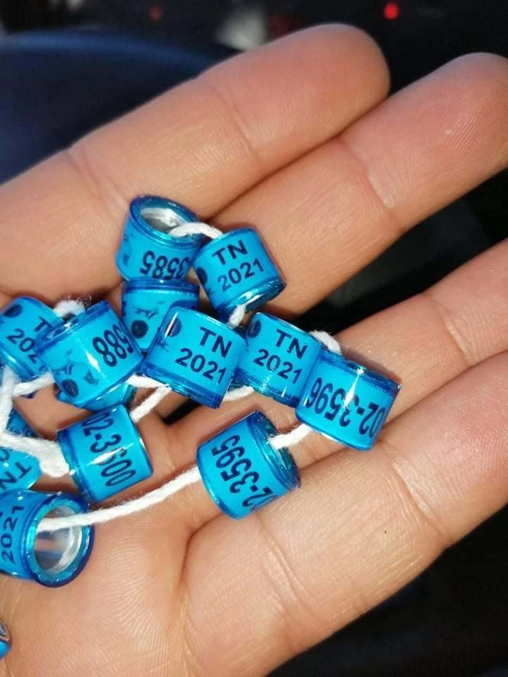 1 x TN TUNISIA 2021  taubenringe Brieftaubenringe   Pigeon rings  - Bild 1 von 1