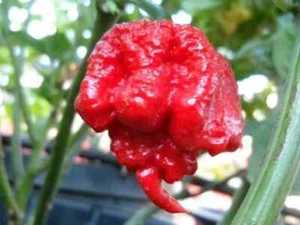 100 Carolina Reaper Chili Pepper Seeds World Record Hot Peppers Vegetables Seed - Picture 1 of 9
