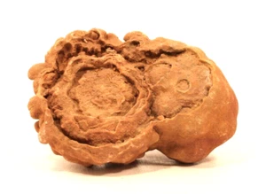 Ancient Moroccan Stromatolite fossil up to 3 Billion years old - Picture 1 of 4