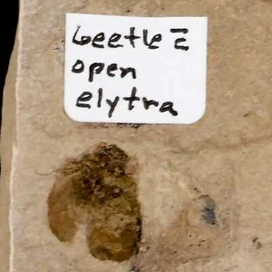 0,4 dettagliato scarabeo fossile aperto Elyra insetto fiume verde FM contea di Uintah Utah - Foto 1 di 6