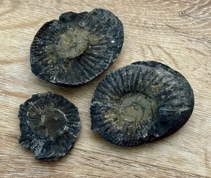 BEAUTIFUL SALIGRAM - Ammonite Fossils from Himalayan Mountains NEPAL 150 gms - Picture 1 of 13
