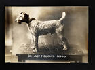 Rare Irish Terrier Photograph Champion Just Published 1928