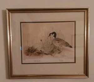 Peter H Ring CANADA GOOSE & EASTERN BOX TURTLE 1972 Signed Framed Print 55/2500 - Picture 1 of 6