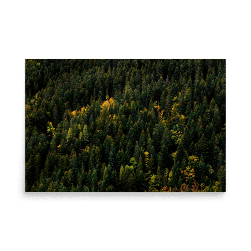 Forest, Pine Trees, Nature, Nature, Scenery, Aerial View Poster 24″×36″ - Image 1 of 1