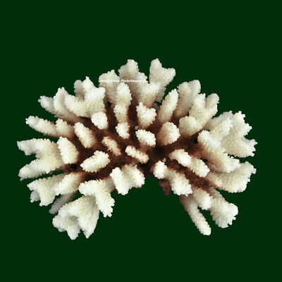 Steinkoralle, 21x15x8 cm, SPS, Meerwasseraquarium Korallen, Acropora Nachbildun  - Bild 1 von 4
