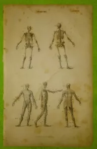 Skeleton Bookplate Early 1800's - Picture 1 of 2