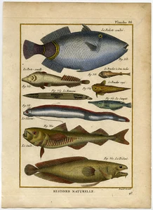 Antique Fish Print-TRIGGERFISH-SEASNAIL-CLINGFISH-OARFISH-CONGER-Bonnaterre-1788 - Picture 1 of 1