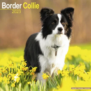 Calendrier 2023 - BORDER COLLIE - Imagen 1 de 2