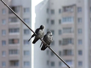 Sony E Fit 135mm F/2.8 Teleobjektiv für Alpha Mirrorless Sharp + Smooth Bokeh! - Bild 1 von 6