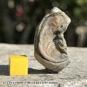 RARE: Praeexogyra hebridica var. elongata Fossil – Frome Clay, Jurassic – - Picture 1 of 1