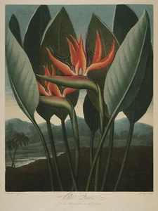 Temple of Flora : "The Queen" (1807) — Giclee Fine Art Print - Picture 1 of 7