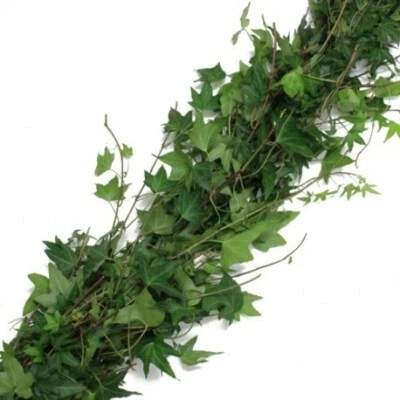 English Ivy Garland / 10 ft section / Wholesale / Grower Direct  - Photo 1/2