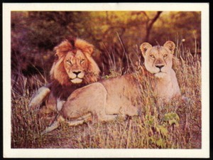 Cereal Swap Card - Weet-Bix - African Safari #06 Lion *S343*