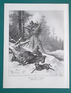 WOLF HUNT in Slovenia - 1892 Victorian Era Print - Bild 1 von 2