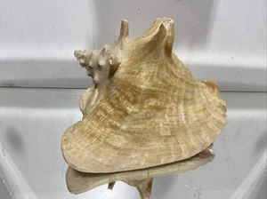 Seashell Large Size From Collection Rare and Beautiful - Picture 1 of 19