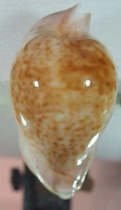 CYPRAEA HESITATA HYPER ROSTRATE PINK ENDS - Picture 1 of 4