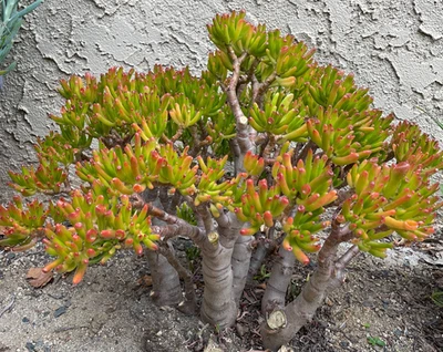 Gollum Sunset Trumpet Jade Dwarf Variety ET Fingers Branched Cutting Crassula - Image 1 of 4
