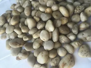 10Lb Decorative Polished Pebbles/River Rocks/Aquarium Gravel (Large Nature 10Lb) - Picture 1 of 3