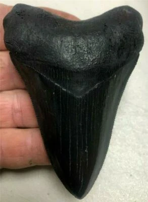 99% PERFECT Black Megalodon tooth REPLICA 3&5/8" A+ Serrations - Image 1 of 4