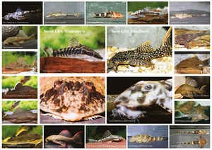 AQUALOG - Fold Poster NEW LDA-Numbers - Catfish, Loricariidae, Pleco - Picture 1 of 2