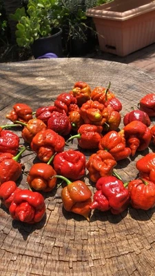Caramel Moruga Scorpion 30 Seeds | Superhot Chilli | Rare Hot Trinidad Variety - Image 1 of 2