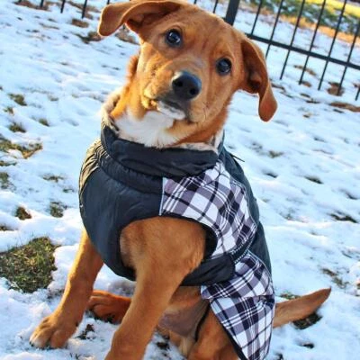Dog Coat Black & White Plaid Alpine All-Weather - Sizes   XS-5XL - Image 1 of 4