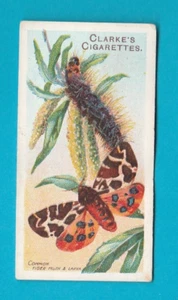 MARIPOSAS Y POLILLAS - TARJETA NO. 8 - Mundial. CLARKE & SON - 1912 - Imagen 1 de 2