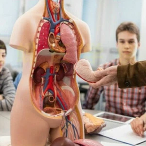 Medical Anatomical Human Body Model Anatomy Internal Organ Teaching Mold YHU87 - Picture 1 of 12