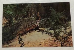 Mississippi Petrified Forest, Flora, Mississippi. Postcard (P2) - Picture 1 of 2