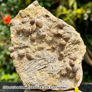 A-Ware Brachiopod Fossil Kalkstein Block - Jura Clypeus Grit, Chedworth - Bild 1 von 7