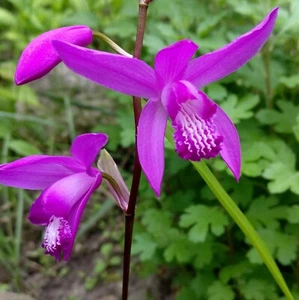 2 Bletilla striata Purple Freiland Orchidee Winterhart minus 20-25 Grad -34 - Bild 1 von 6