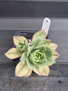 Aeonium "Floresense" - Picture 1 of 2