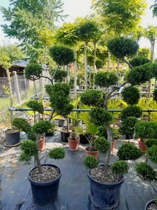 Cupressocyparis Gartenbonsai 170-180cm, Bonsai, Wacholder, S-Form mit Etagen - Bild 1 von 1