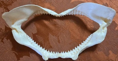 Dientes de mandíbula de tiburón toro grande vintage arte decoración marítima Foto 1 de 4