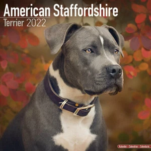 Kalender 2022 - AMERICAN STAFFORDSHIRE TERRIER - Bild 1 von 2