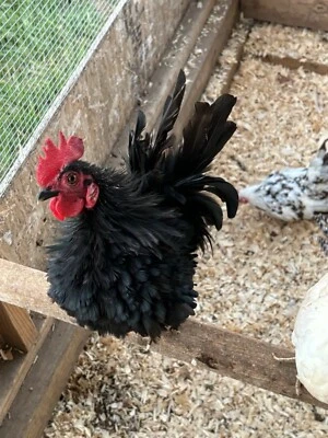 6 Fertile Serama Eggs. 2 Frizzle roosters in the flock.