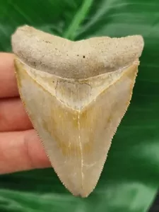 6,8 cm dente luminoso del megalodonte della Bone Valley - squalo dente fossile - Foto 1 di 7