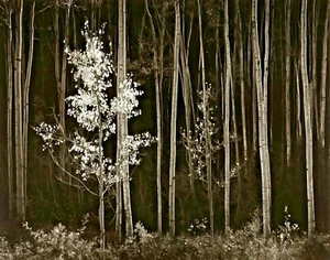 Aspens Northern New Mexico by Ansel Adams Landscape Open Edition Canvas 16x20 - Picture 1 of 1